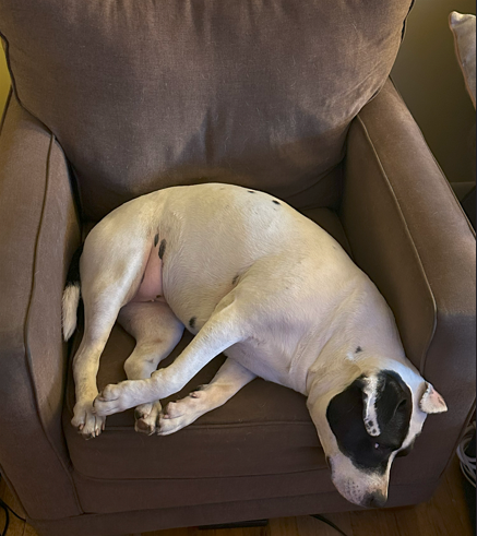 Dog lounging in a chair